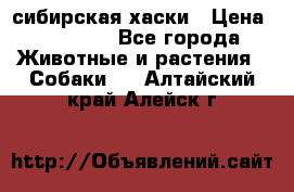 l: сибирская хаски › Цена ­ 10 000 - Все города Животные и растения » Собаки   . Алтайский край,Алейск г.